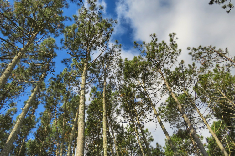 Camping Vacacional de AEBU en Piriápolis